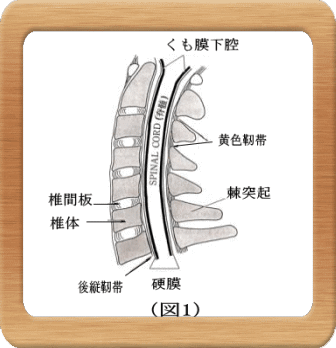 図１-頸椎の構造
