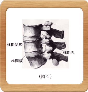 図４-椎間関節